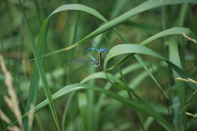 Close-up of insect on grass