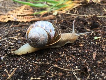 Close-up of snail