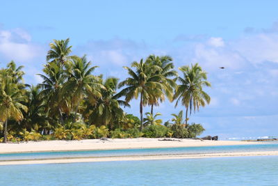 Palm trees on beach against sky