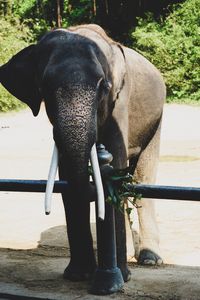 Close-up of elephant