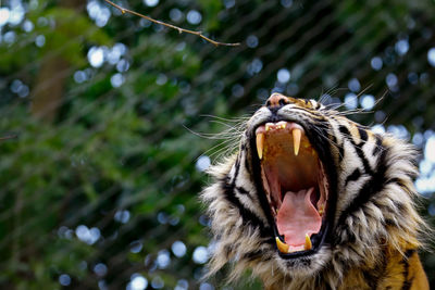 Low angle view of lizard on yawning