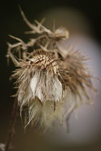 Close-up of dandelion flower