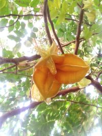 Low angle view of fruit on tree