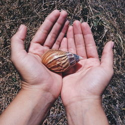 Close-up of hand holding lizard