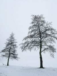 Tree by water against clear sky
