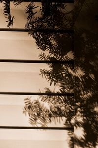 Low angle view of palm trees against wall