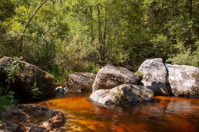 River flowing through rocks in forest