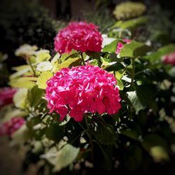 Close-up of pink flowers blooming outdoors