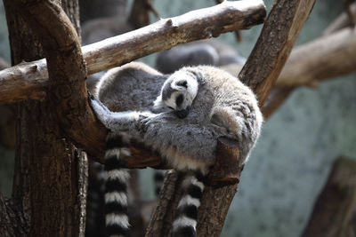 Sleeping katta on a tree in the zoo