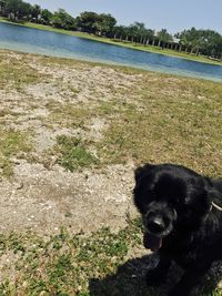 Black dog on field against sky