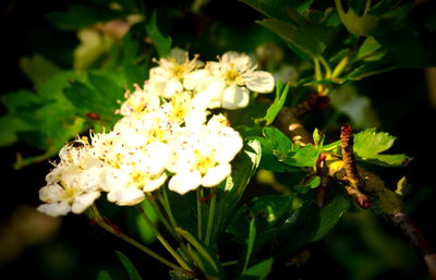 Close-up of white flowers