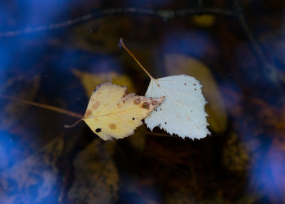 Close-up of insect on leaf