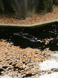 Close-up of pebbles in water