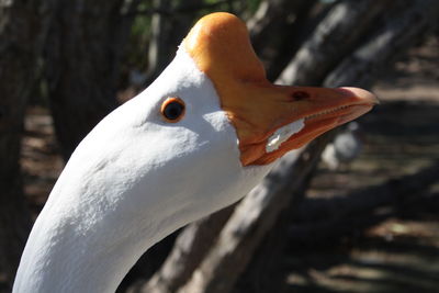 Close-up of a bird