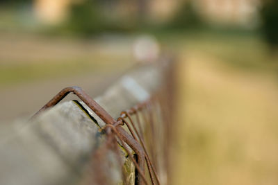 Close-up of plant against blurred background