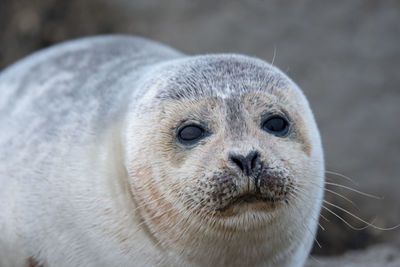Close-up portrait of a seal