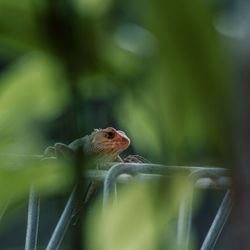 Lizard on the fence