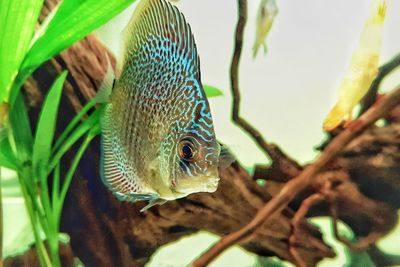 Close-up of discus fish in tank