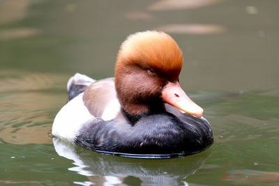 Close-up of duck swimming in lake