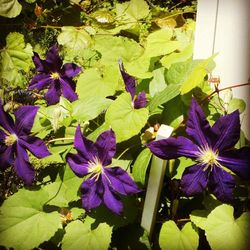 Close up of purple flowers blooming outdoors