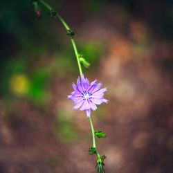 Close-up of purple flowering plant