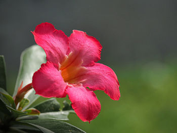 Close-up of pink flower blooming outdoors