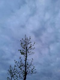 Low angle view of tree against sky