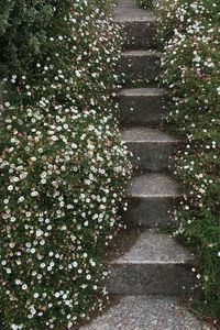 View of steps amidst plants