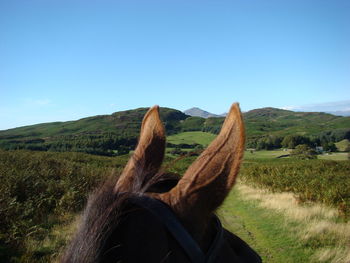 High section of horse on field against clear blue sky