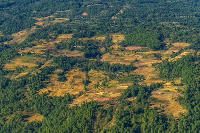 High angle view of pine trees in forest