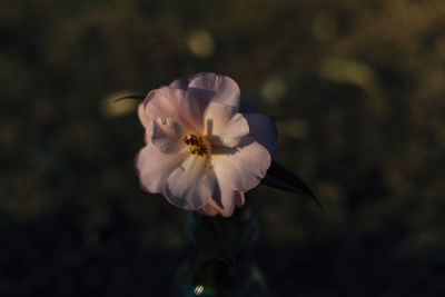 Close-up of white flower