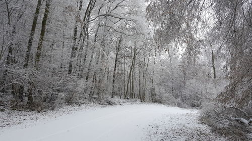 Close-up of snow on tree