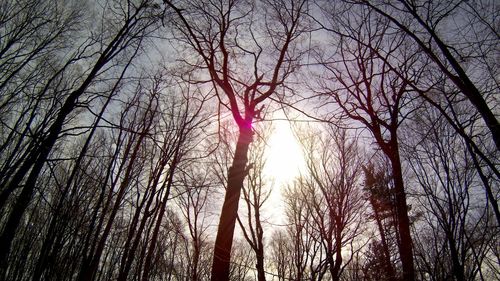 Low angle view of bare trees against sky