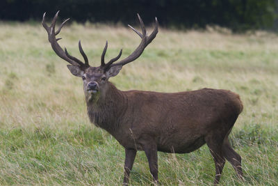 Deer standing on field