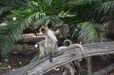 Spider monkey sitting on wooden fence at zoo