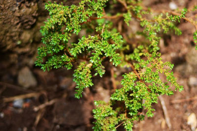 Close-up of plant growing on field