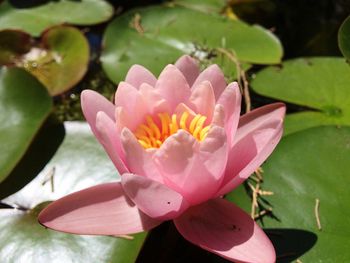 Close-up of pink water lily