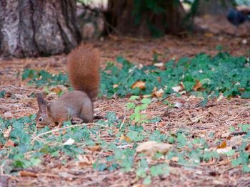 Squirrel on field