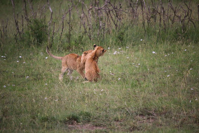 View of a dog on field