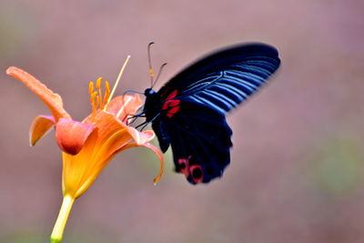 Close-up of butterfly pollinating on flower