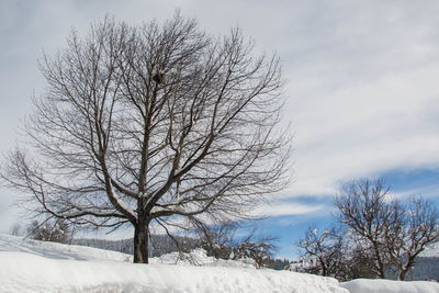 Bare tree on snow field against sky