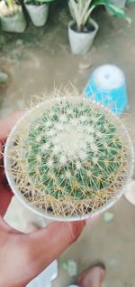 Close-up of hand holding cactus plant