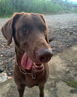 Close-up portrait of dog