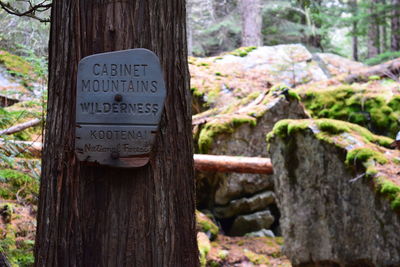 Close-up of text on tree trunk in forest