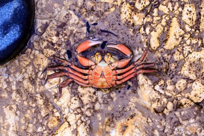 Close-up portrait of crab on beach