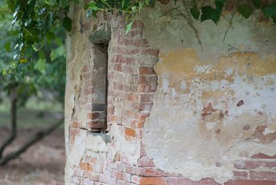 Close-up of ivy on wall