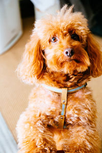 Close-up portrait of dog