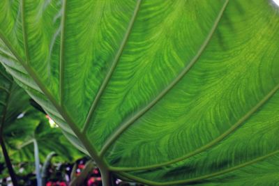 Close-up of green leaves