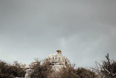 Low angle view of spanish ibex on rock formation against cloudy sky