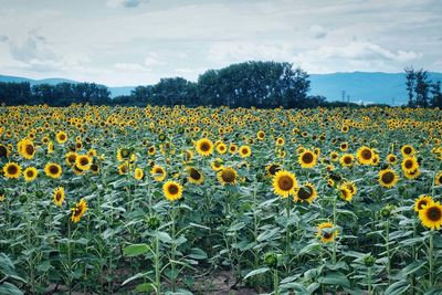 Scenic view of sunflower field against sky